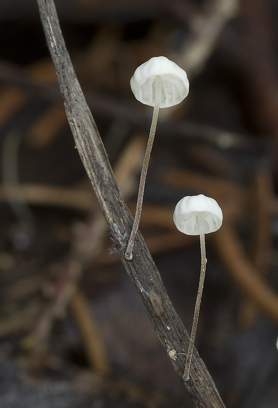 Marasmius epiphyllus